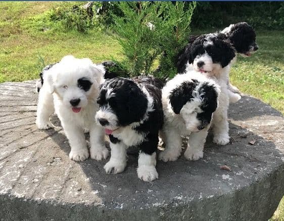 Portuguese Water Dog Puppies breeder image 4