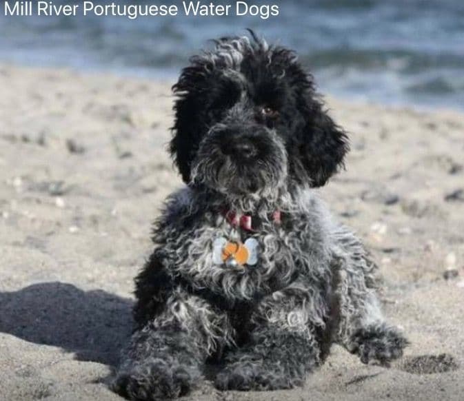 Portuguese Water Dog Puppies breeder image 1