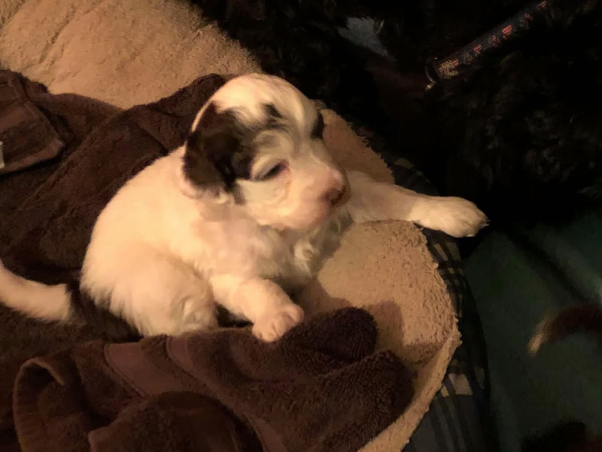 Portuguese Water Dog Puppies breeder image 5
