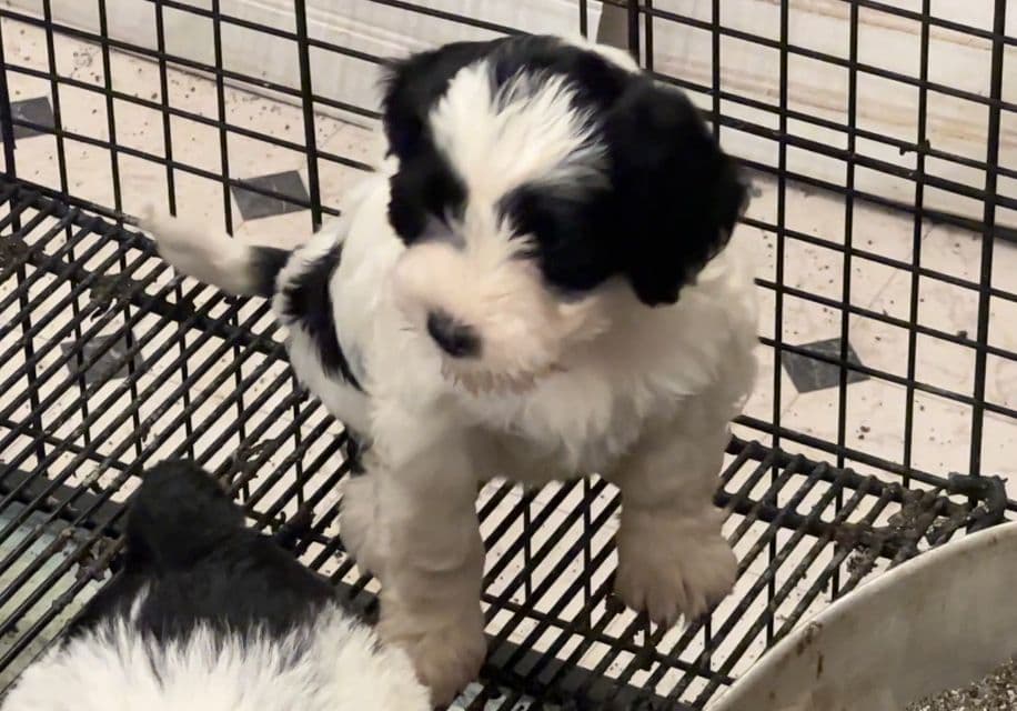 Portuguese Water Dog Puppies breeder image 6