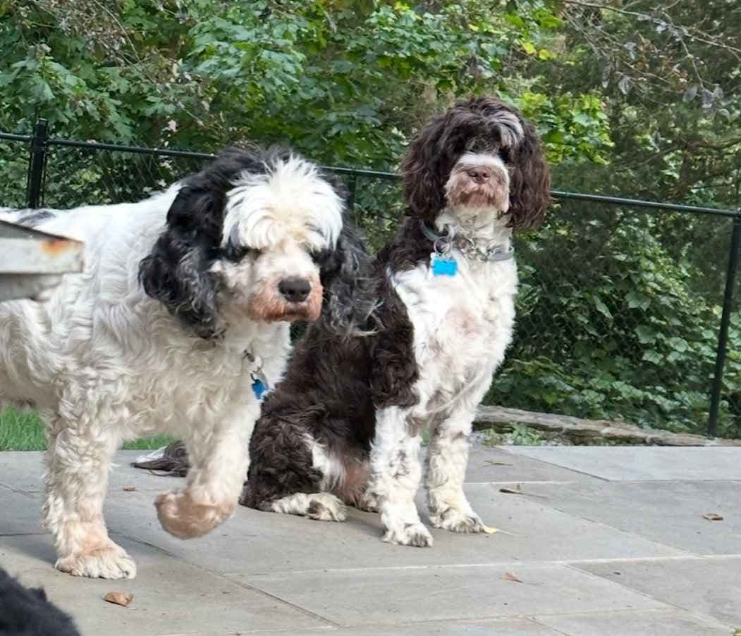 Portuguese Water Dog Puppies breeder image 7