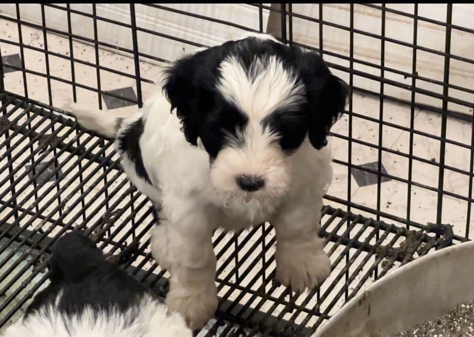 Portuguese Water Dog Puppies breeder image 8
