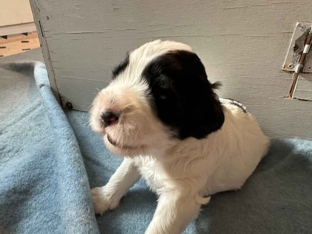Portuguese Water Dog Puppies media 3