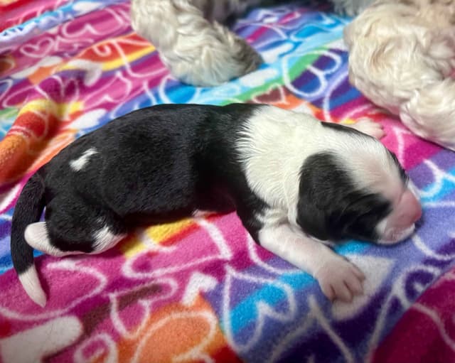 Portuguese Water Dog Puppies media 5