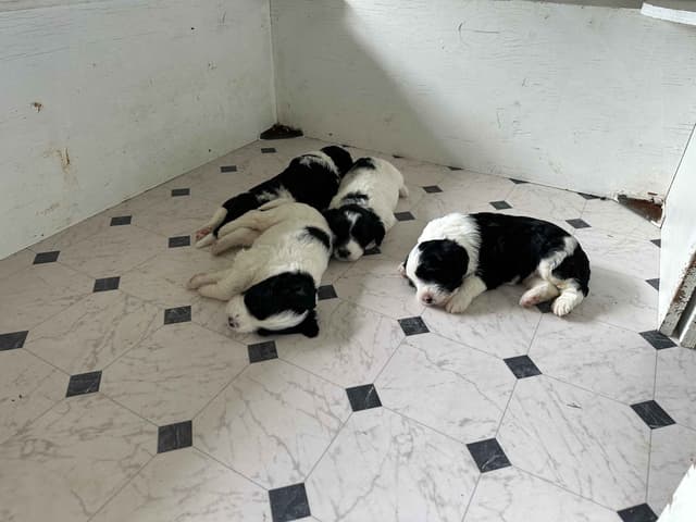 Portuguese Water Dog Puppies media 10