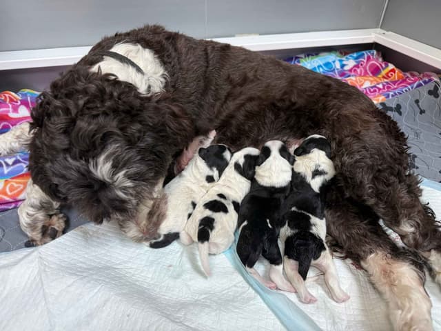 Portuguese Water Dog Puppies media 12
