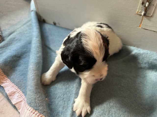 Portuguese Water Dog Puppies media 6