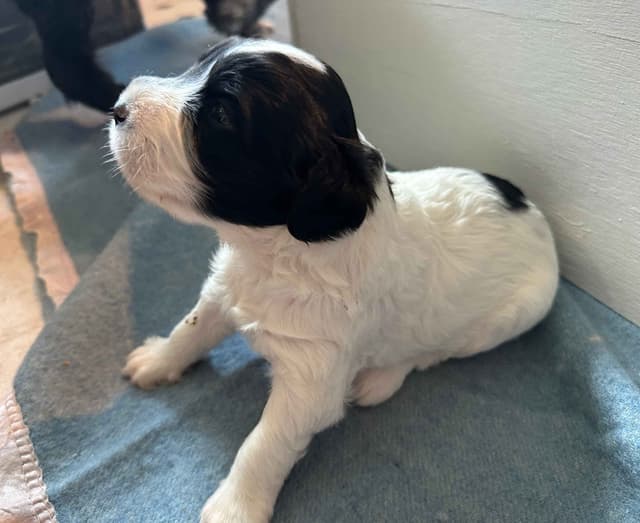 Portuguese Water Dog Puppies media 16