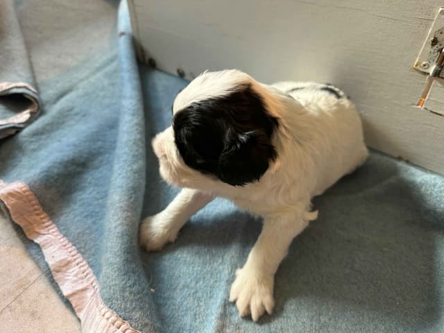 Portuguese Water Dog Puppies media 9