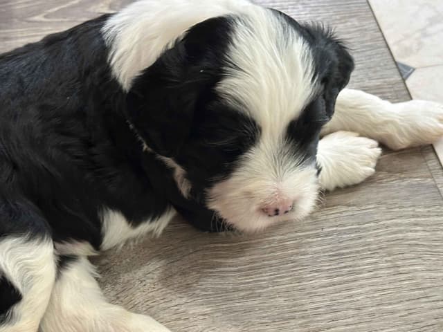 Portuguese Water Dog Puppies media 14