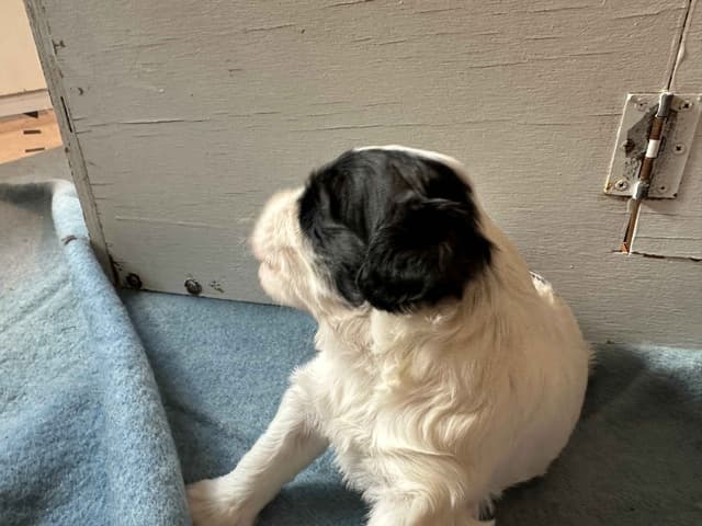 Portuguese Water Dog Puppies media 13