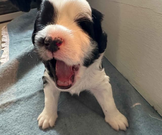 Portuguese Water Dog Puppies media 15
