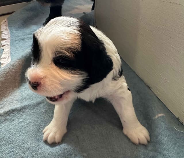 Portuguese Water Dog Puppies media 19