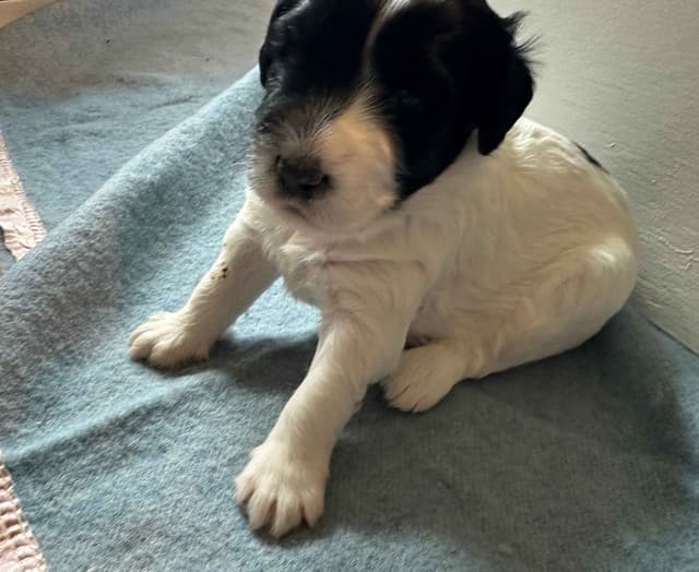 Portuguese Water Dog Puppies media 17