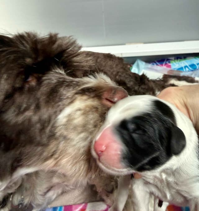 Portuguese Water Dog Puppies media 20