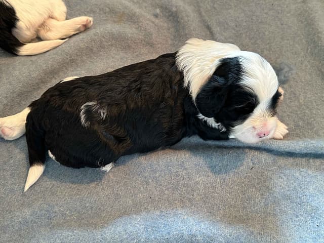 Portuguese Water Dog Puppies media 18
