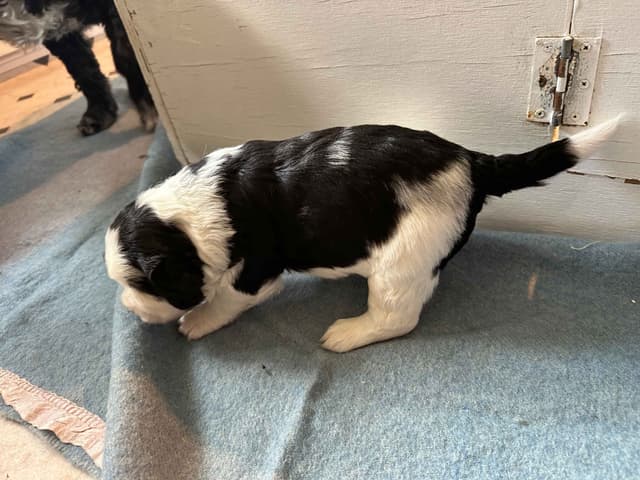 Portuguese Water Dog Puppies media 22