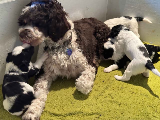 Portuguese Water Dog Puppies media 23