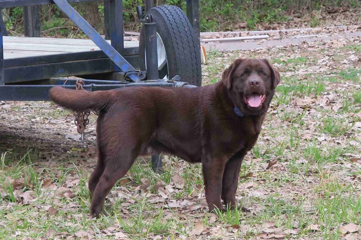 Labrador Retriever Puppies breeder image 1