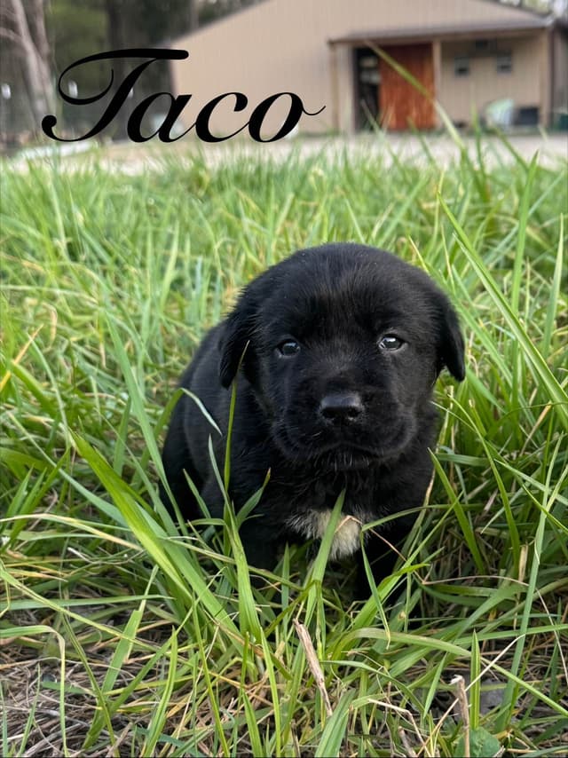 Labrador Retriever Puppies media 2