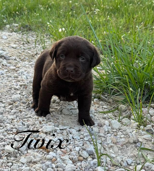 Labrador Retriever Puppies media 3