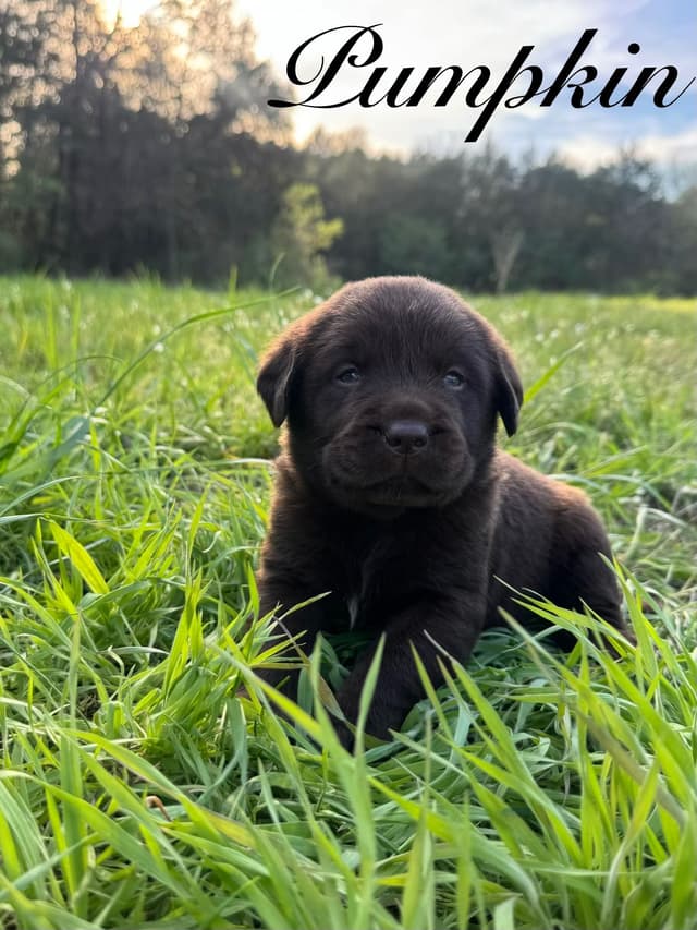 Labrador Retriever Puppies media 4