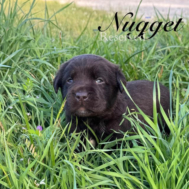 Labrador Retriever Puppies media 5