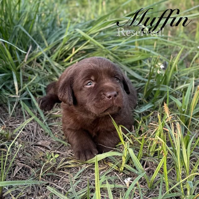 Labrador Retriever Puppies media 6