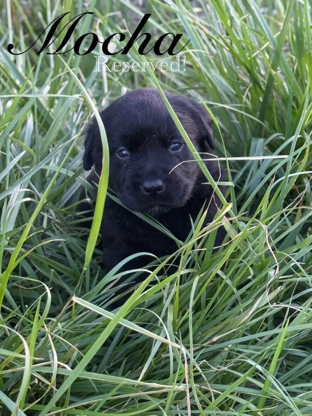 Labrador Retriever Puppies media 8