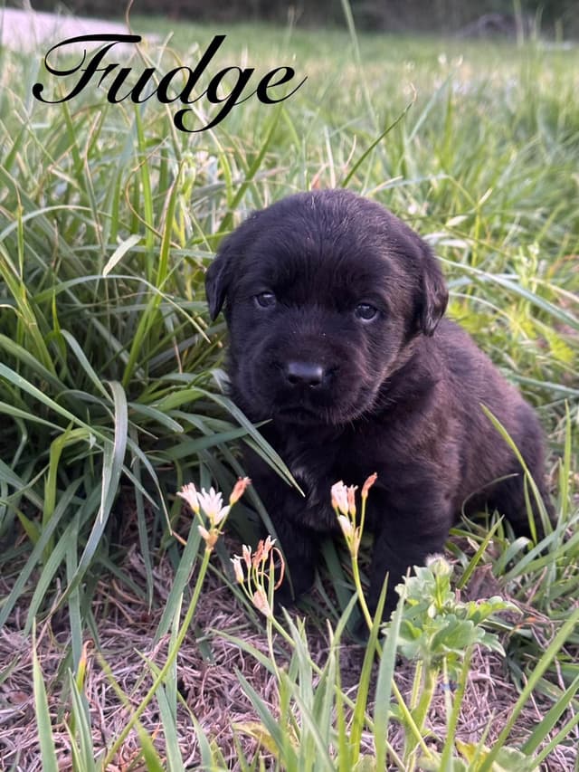 Labrador Retriever Puppies media 9