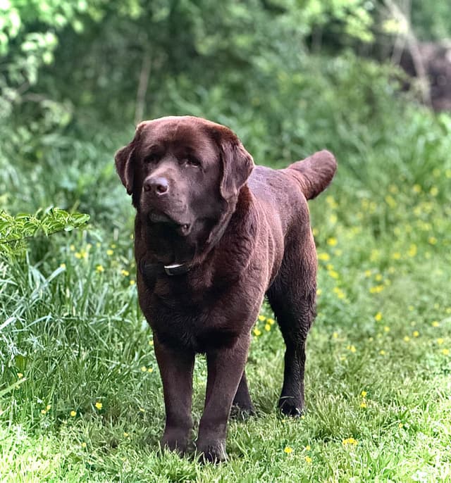 Labrador Retriever Puppies media 10