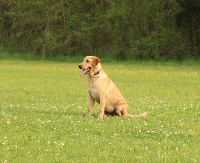 Labrador Retriever Puppies media 11