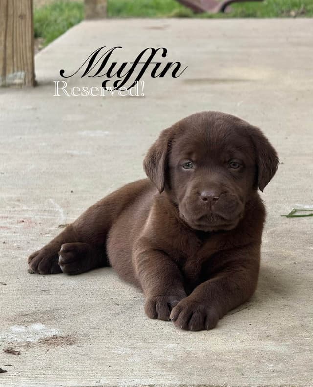 Labrador Retriever Puppies media 12