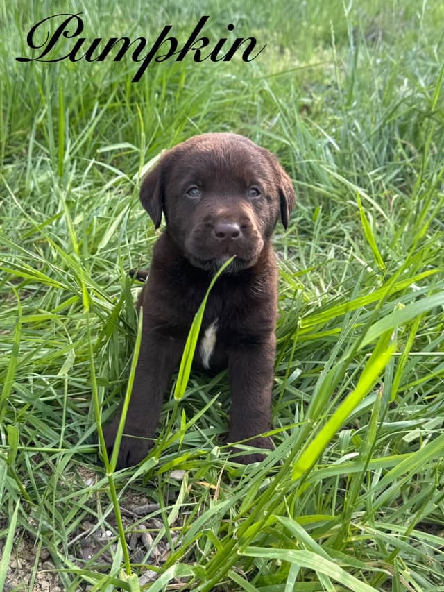 Labrador Retriever Puppies media 13