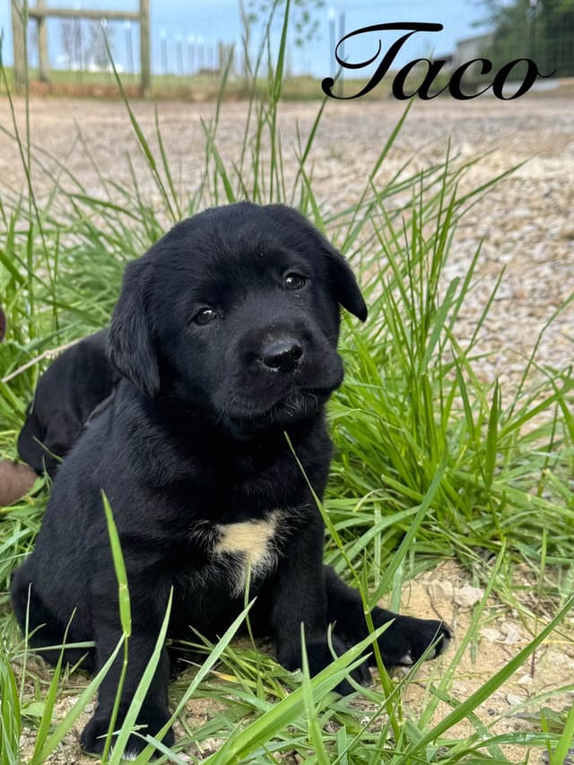 Labrador Retriever Puppies media 14