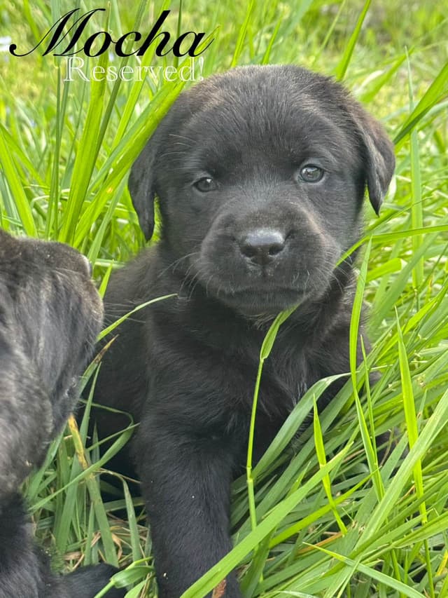 Labrador Retriever Puppies media 15