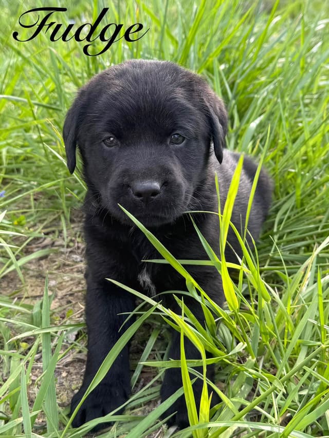 Labrador Retriever Puppies media 16