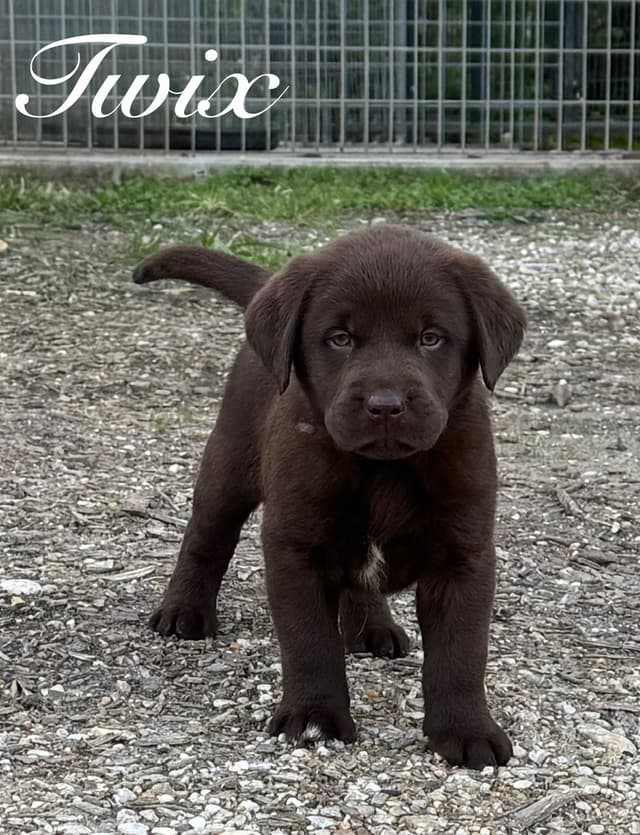 Labrador Retriever Puppies media 17