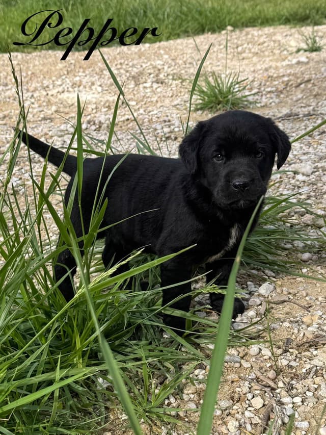 Labrador Retriever Puppies media 18