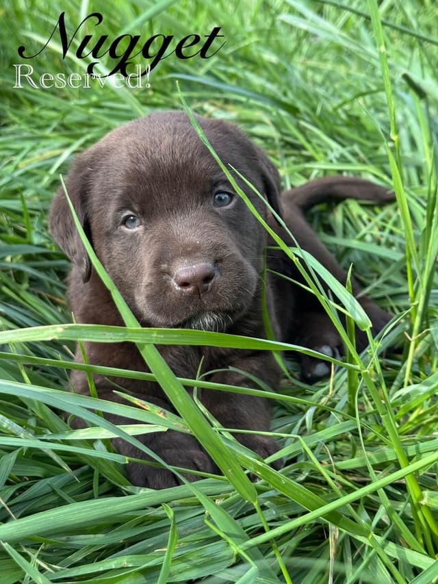 Labrador Retriever Puppies media 19