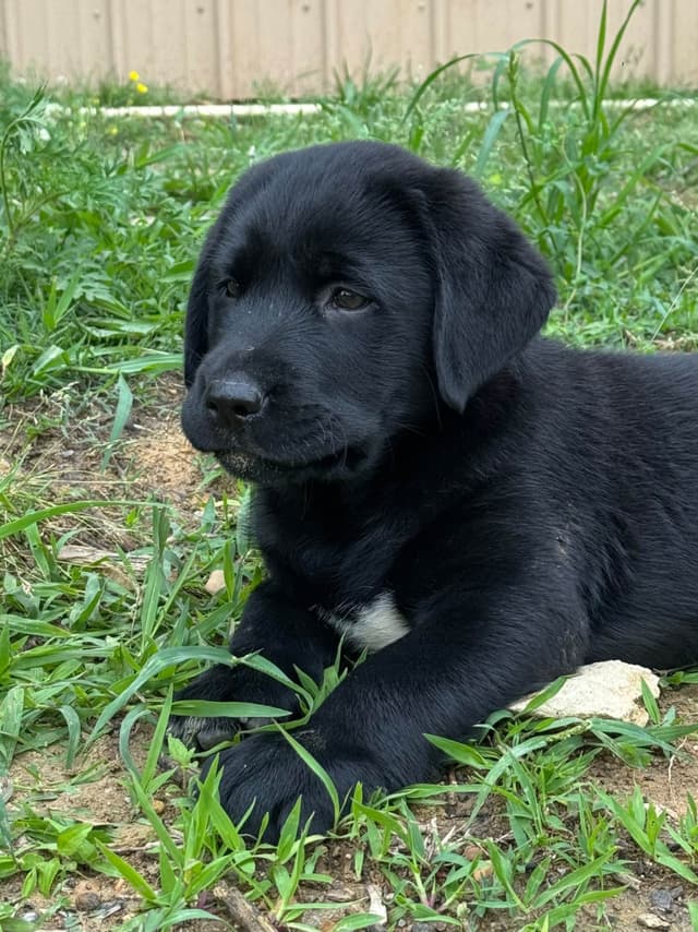 Labrador Retriever Puppies media 20