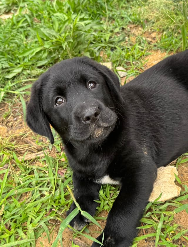 Labrador Retriever Puppies media 21