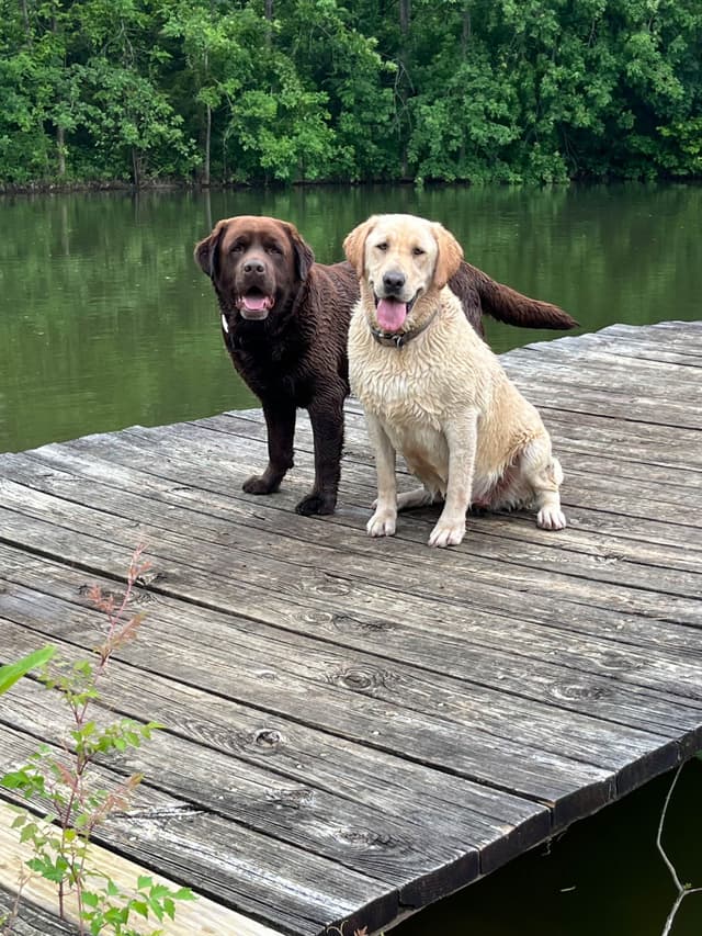 Labrador Retriever Puppies media 6