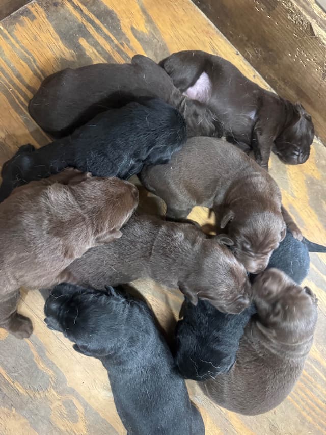 Labrador Retriever Puppies media 5