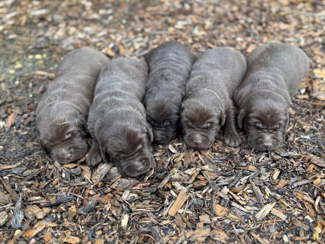 Labrador Retriever Puppies media 2