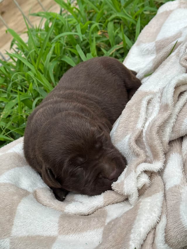 Labrador Retriever Puppies media 3