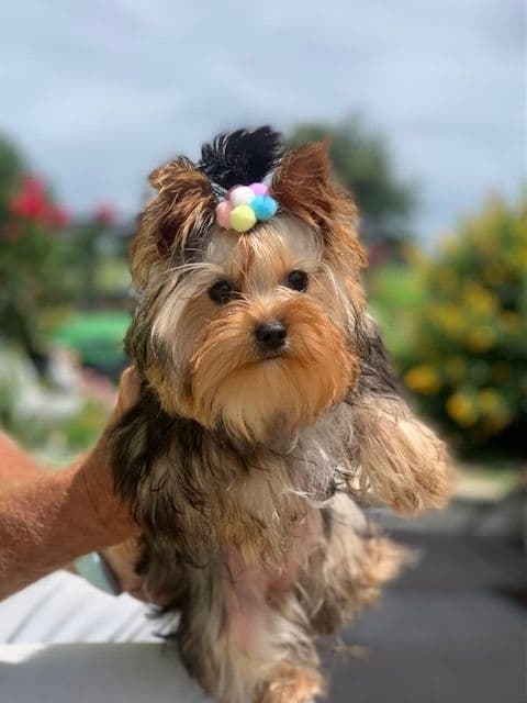 Yorkshire Terrier Puppies breeder image 1