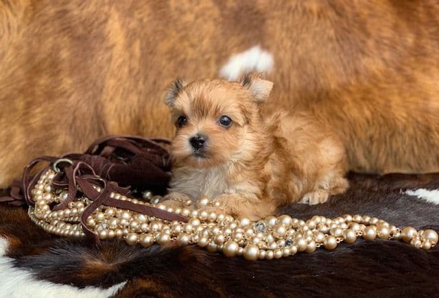 Yorkshire Terrier Puppies breeder image 3