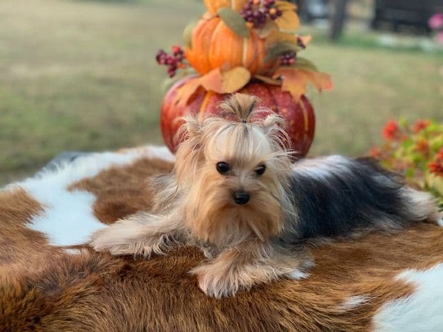 Yorkshire Terrier Puppies breeder image 5
