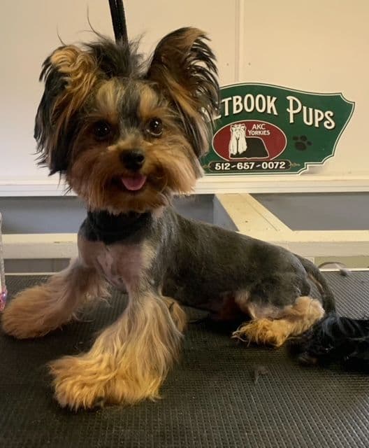 Yorkshire Terrier Puppies breeder image 4